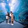 Image 6: Nature & Ocean Wonders: Dubai Miracle Garden + Dubai Aquarium Combo
