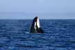 3-4 Hour Unforgettable Whale Watching Adventure with Island Adventures from Anacortes, WA - Second Medium