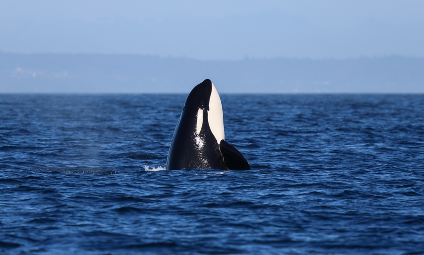 Image 2: Whale Watching Tour – Best Value in Anacortes, WA