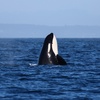 Image 2: Whale Watching Tour – Best Value in Anacortes, WA