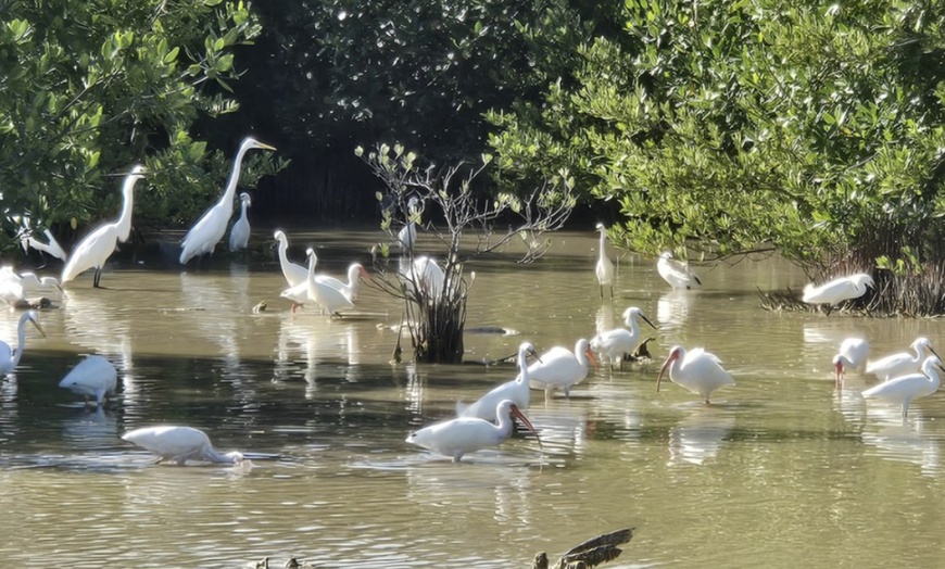 Image 18: Guided Kayak or SUP Eco-Tour – Geiger Key, Key West
