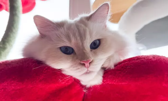 First Intro Meeting for Expert Cat Sitting