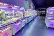 Claw Machine Magic: Fun, Prizes, and Kawaii Vibes Await! at Westminster, CA  (Up to 36% Off) - Second Medium