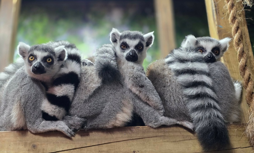 Image 14: Discover Over 400 Animals at Branson's Wild World Zoo & Aquarium