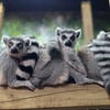 Image 14: Discover Over 400 Animals at Branson's Wild World Zoo & Aquarium