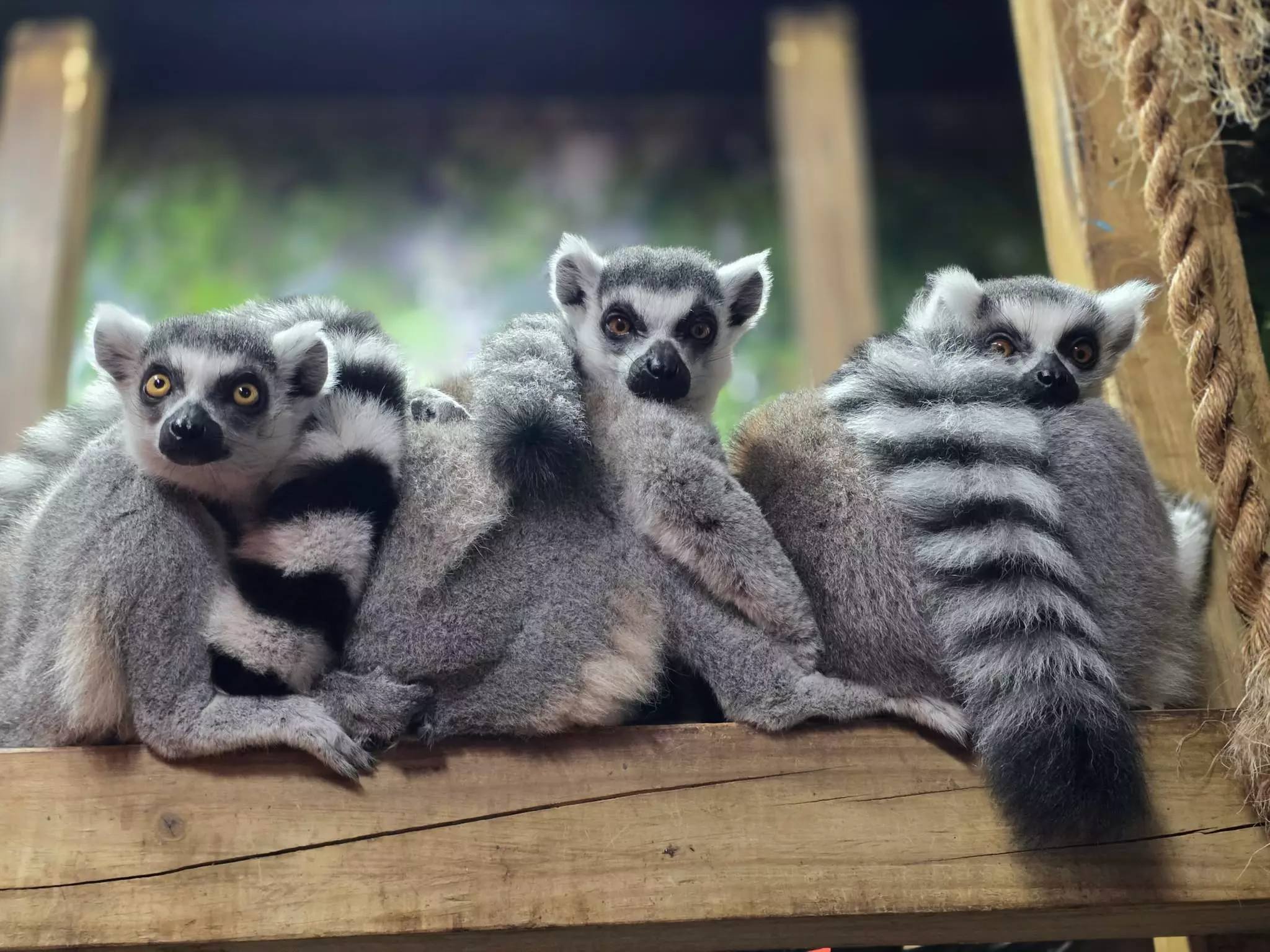 Discover Over 400 Animals & Mini Golf Fun! Branson's Wild World Passes