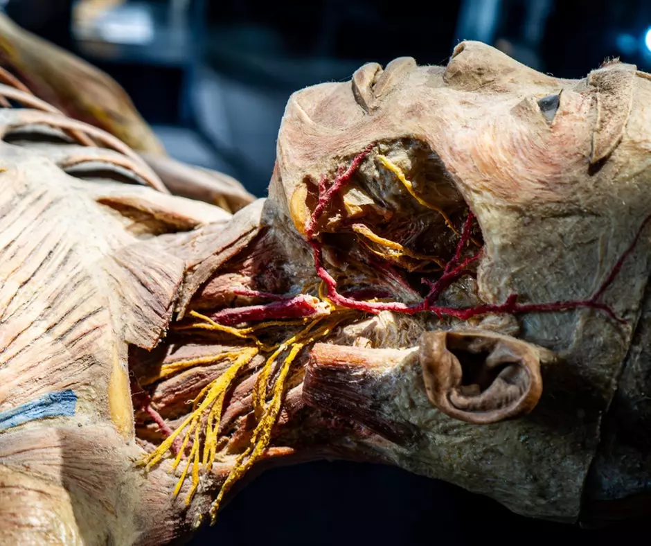 Bodies Human: Interactive Anatomy & Health Science Exhibits