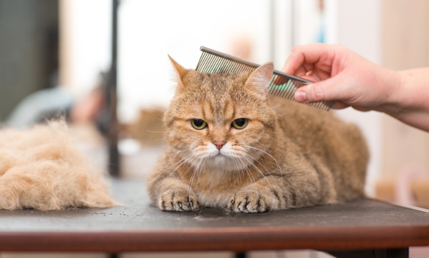 Image 4: Get Your Pets To Experience Ultimate Luxury: Basic or Full Grooming 