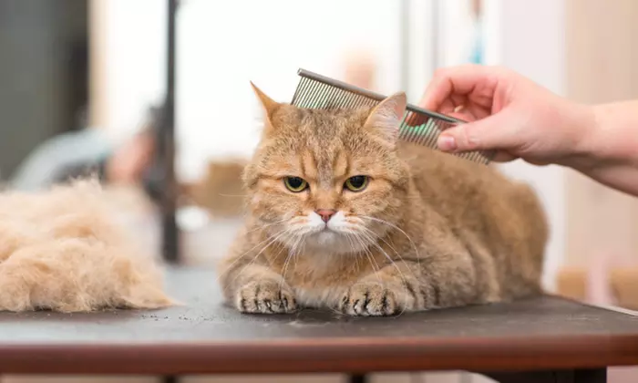 Pet Pamper Grooming: Full Grooming + Haircut for Cats & All Dog Sizes