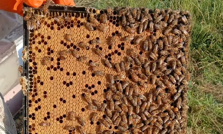 Enjoy Hive Tour, Farm Immersion, and Vineyard Walk