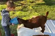 Discover Hive Tour, Farm Immersion, and Vineyard Walk at Honey Strong Bee Store & Bee Supply - Up to 64% Off - Second Medium