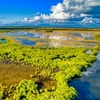 Image 2: Everglades Airboat Ride & Alligator Show with Miami Transportation