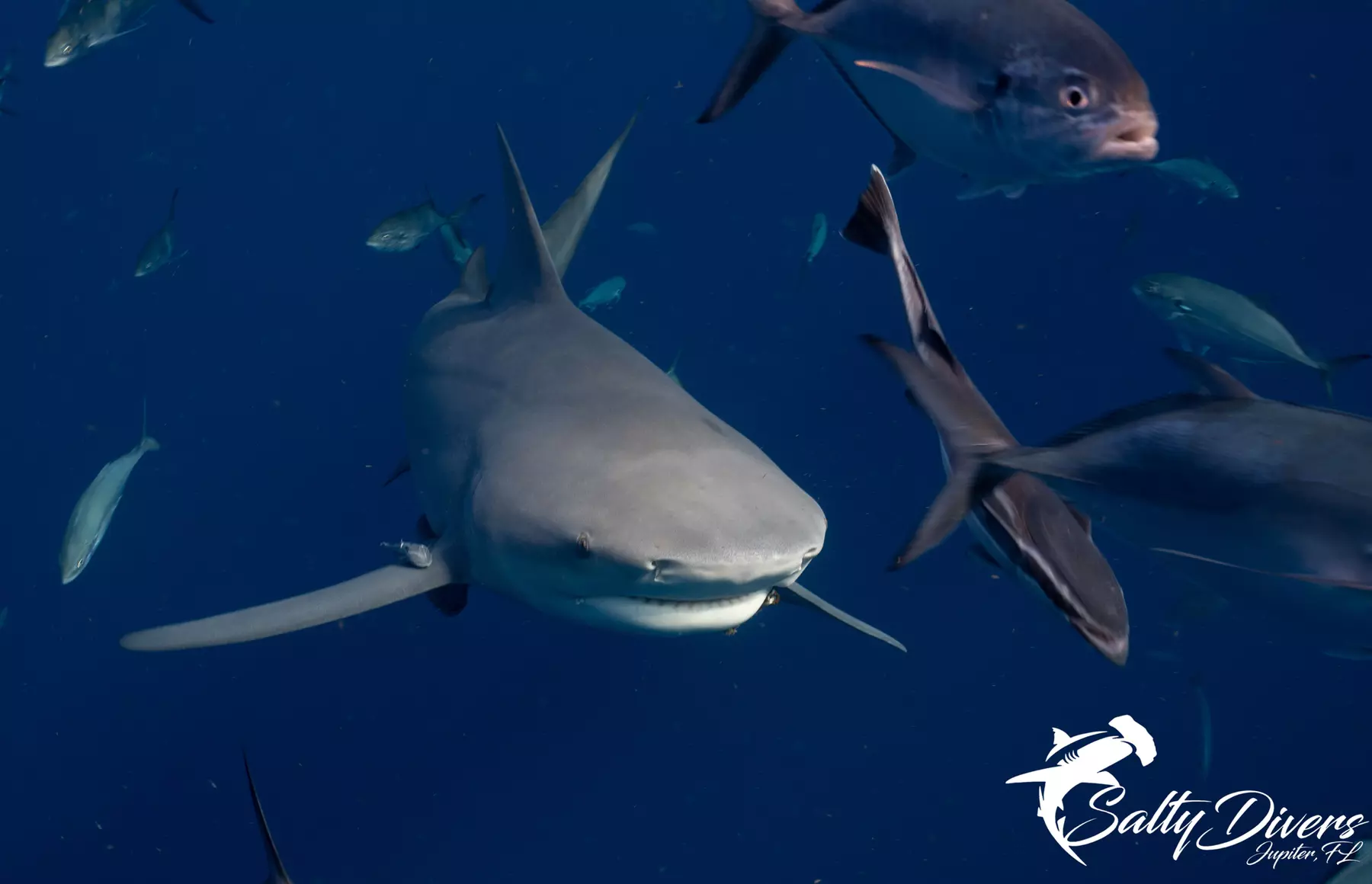 Swim with Sharks in Jupiter, Florida for One, Two or Four People