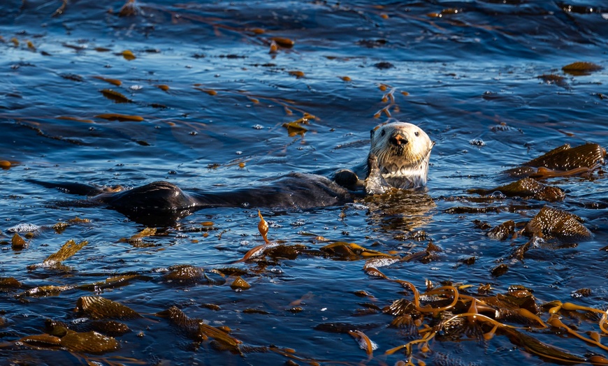 Image 6: Explore Monterey Bay Habitats With Guided Scuba Tours