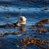 Image 6: Explore Monterey Bay Habitats With Guided Scuba Tours