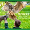 Image 1: Enjoy a 1/2 Hr Falconry Experience for all ages 4+ at Mercer Falconry