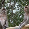Image 4: Primate Sanctuary Admission Deal & Up to 40% Off Discount
