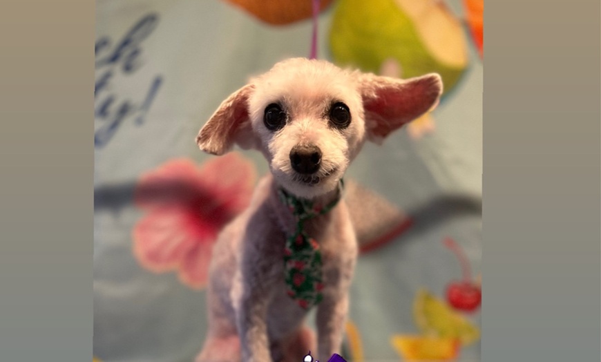 Image 10: Full Grooming Package: X-Small, Small, Medium, Large or X-Large Dogs