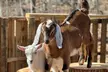 Connect with Nature: Enjoy a Joyful, Hands-On Goat Experience - Second Medium