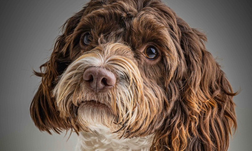 Image 5: Up to 97% Off on Photo Shoot - Pet at Photography New Forest