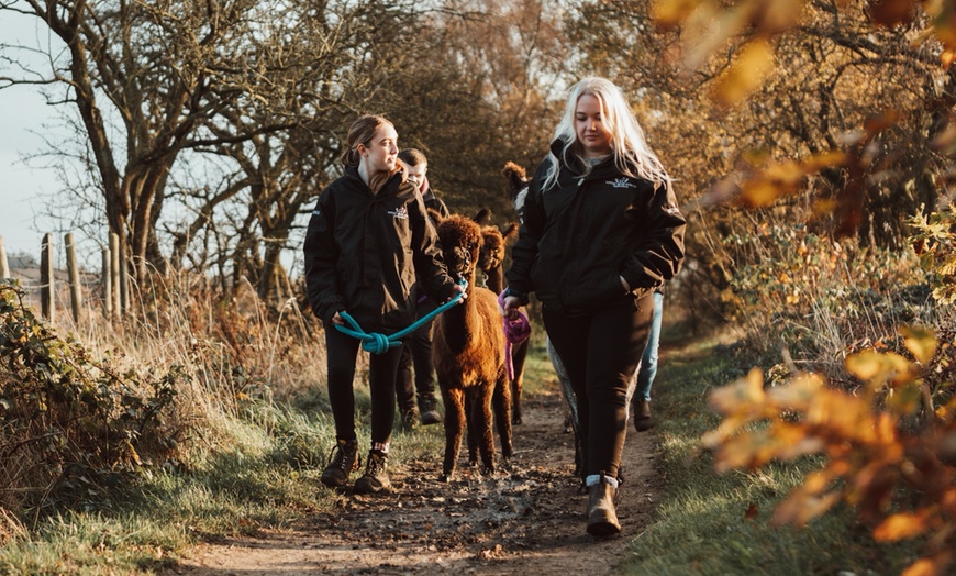 Image 1: Up to 38% Off Alpaca Walking at Wetley Moor Alpacas