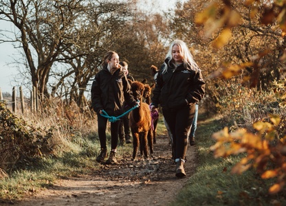 For one, Wetley Moore: alpaca trekking and feeding experience - Wetley Moor Alpacas