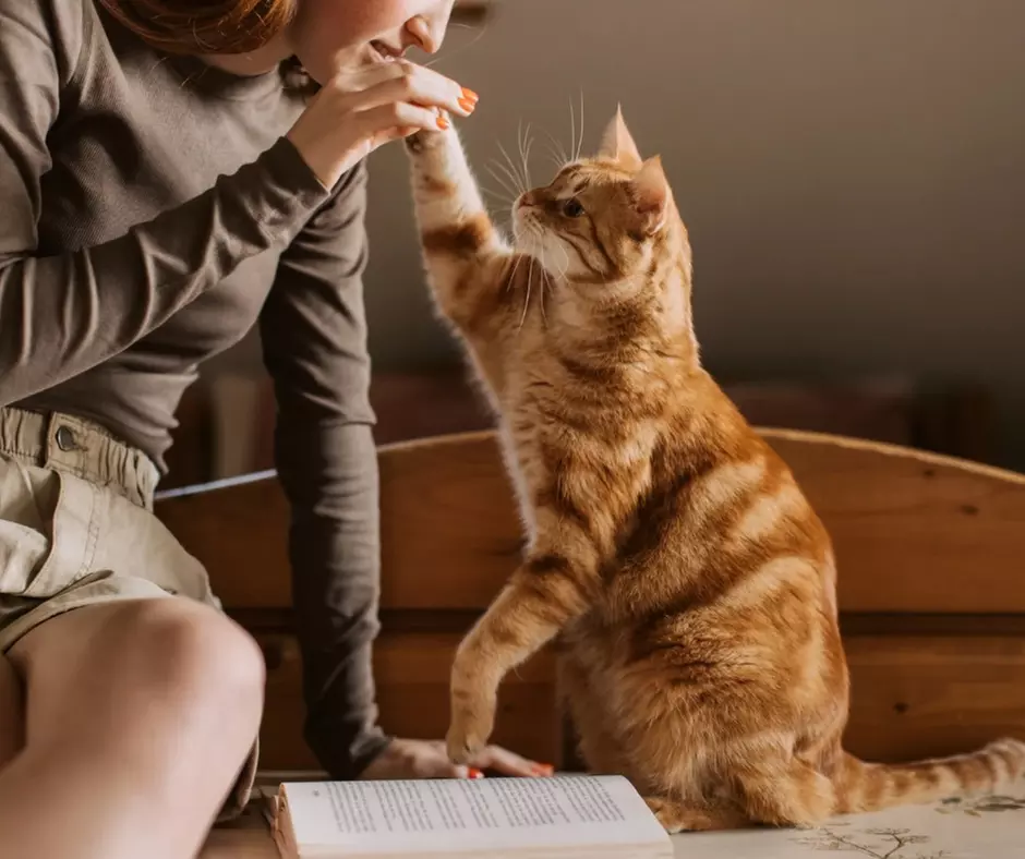 Monthly Subscription: Pet Waste Removal for Up to 2,000 Sq. Ft.
