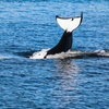 Image 1: Whale Watching Tour – Best Value in Anacortes, WA