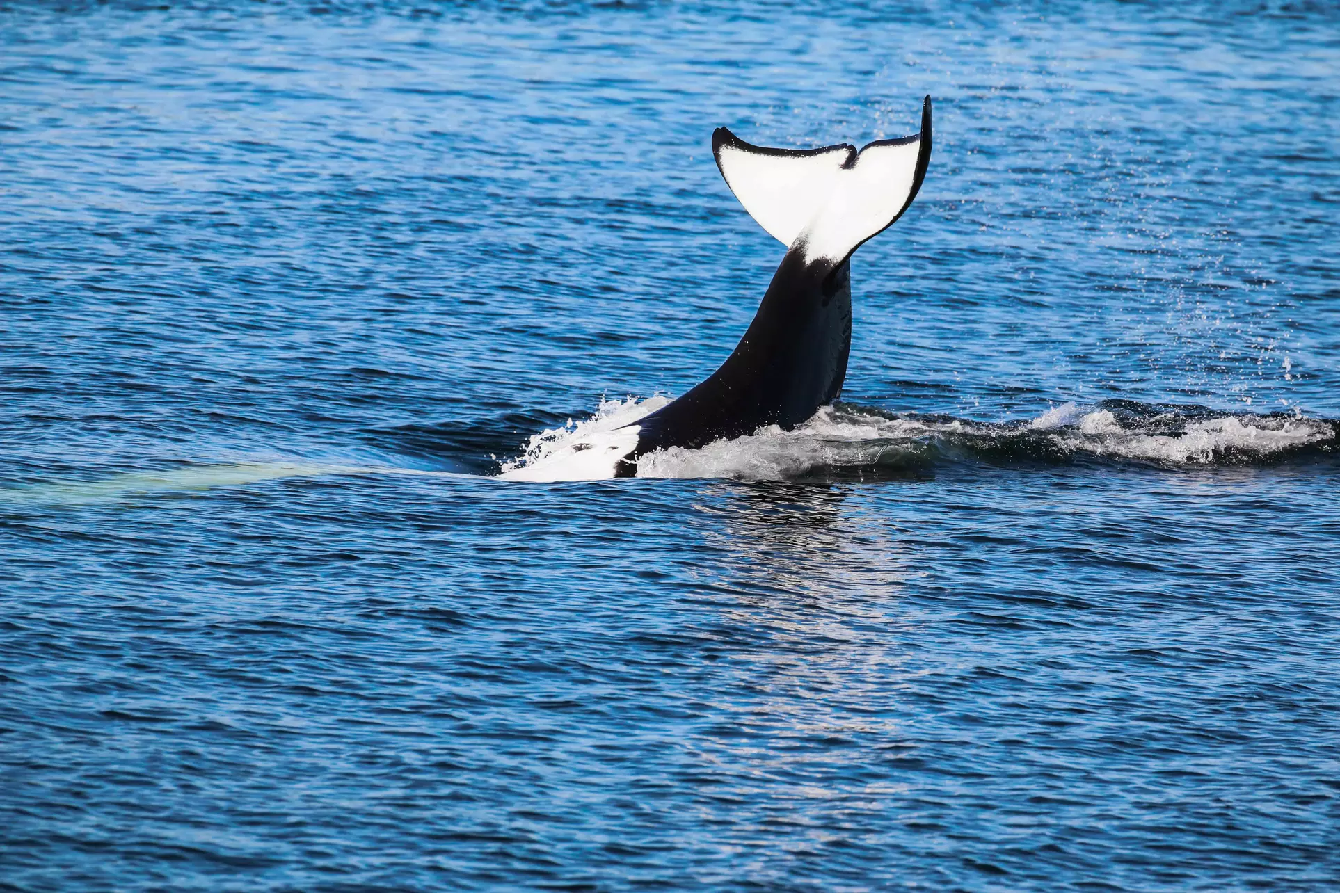 3-4 Hour Unforgettable Whale Watching Adventure with Island Adventures from Anacortes, WA
