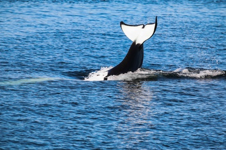 3 to 4-Hour Guaranteed Whale Watch Tour - For 1 - Island Adventures Anacortes, WA