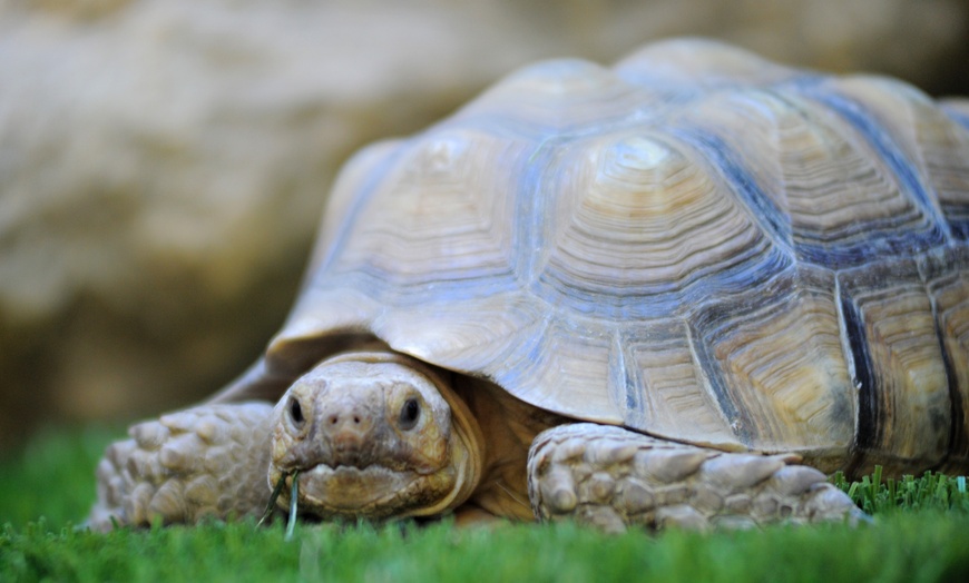Image 10: Wildlife Learning Center Admission Deals & Discounts