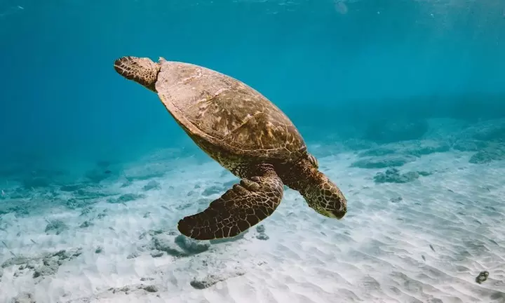 Up to 0% Off on Kayak Rental at Sun and Salt Adventures Hawaii - Second Medium