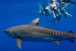 Thrilling Open-Water Shark Dive Tour for One, Two, or Six People at VIP Tours and Activities (Up to 25% Off) - Second Medium