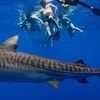 Image 4: Thrilling Open-Water Shark Dive Tour for One, Two, or Six People