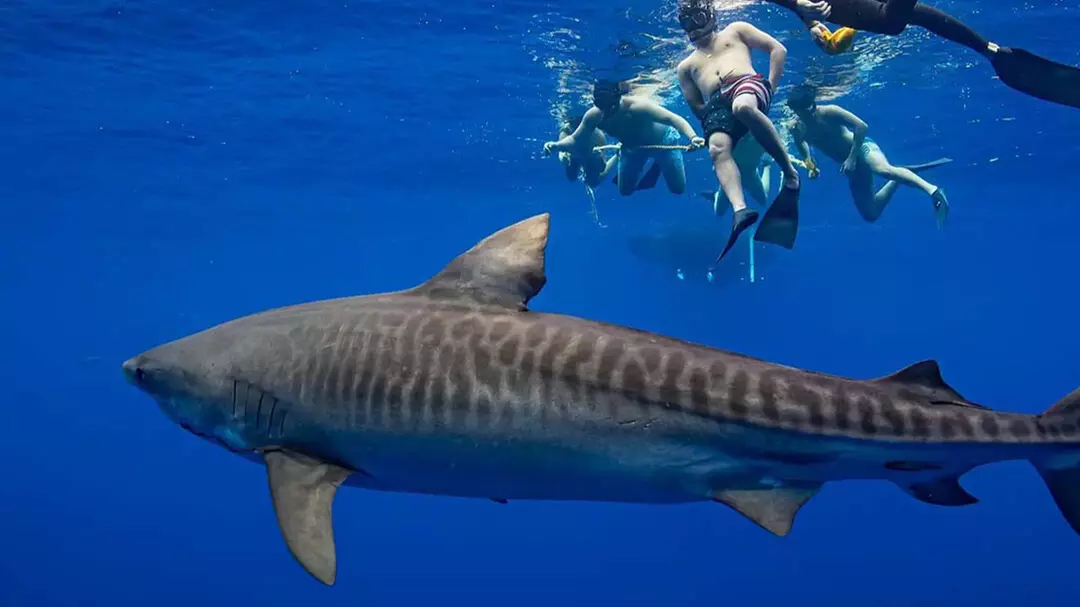 Thrilling Open-Water Shark Dive Tour for One, Two, or Six People