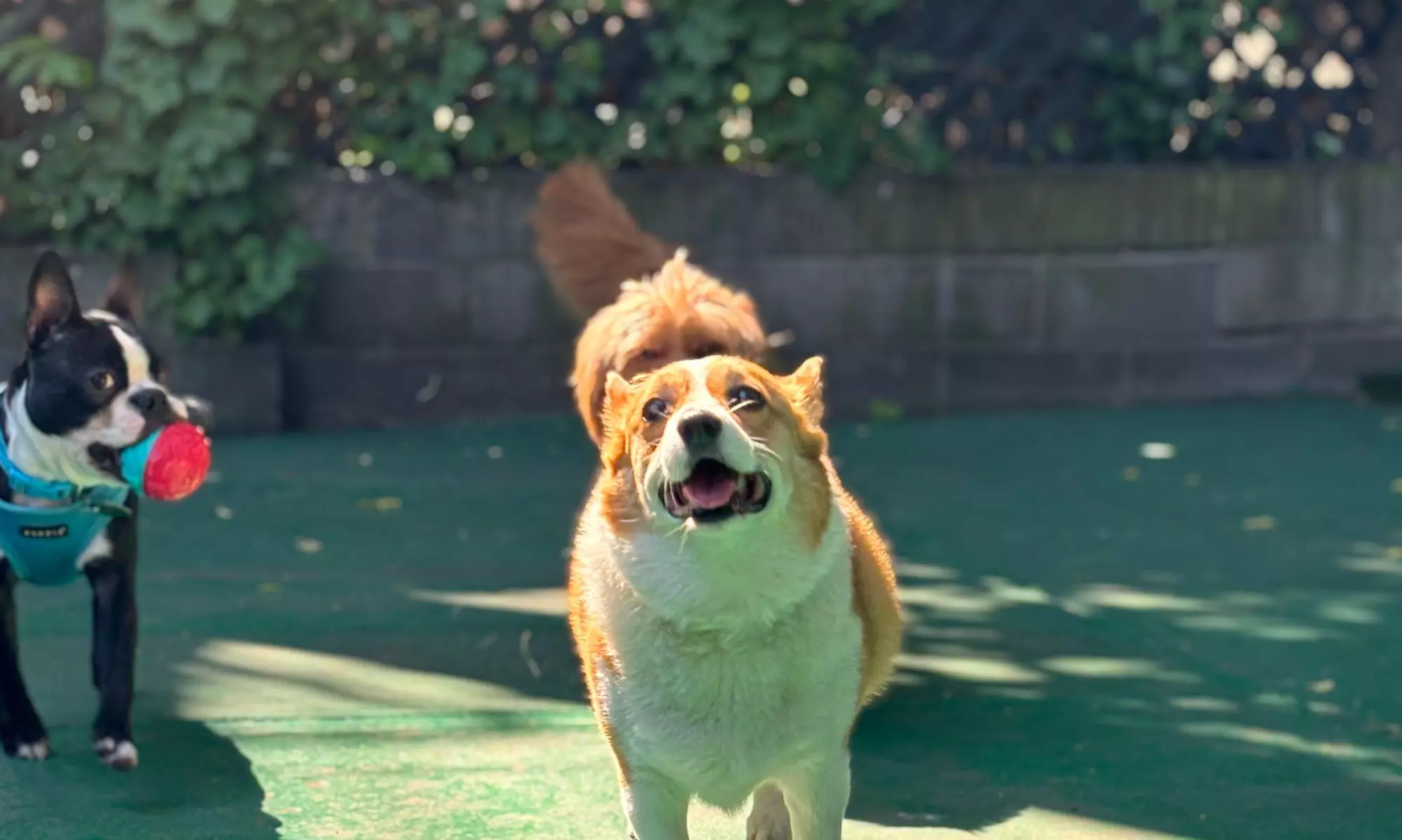 Three or Five Days of Doggy Daycare – Fun & Care for Your Pup