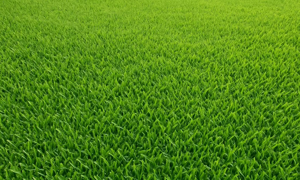 Eco-Friendly Pest Control & Lawn Care –Years of Expertise!