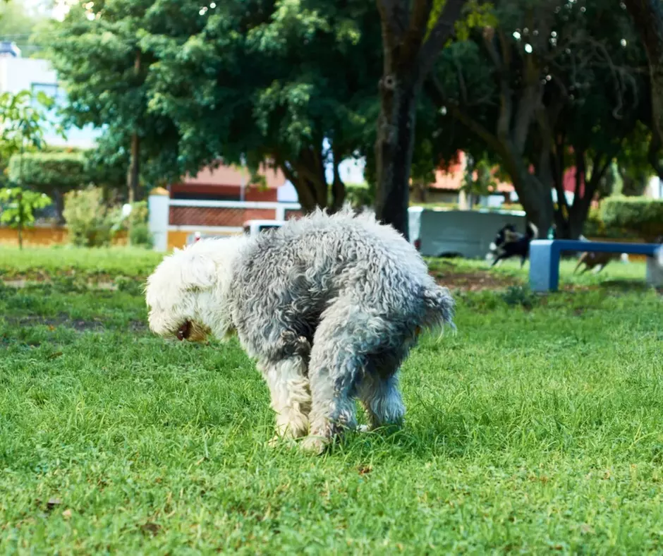 Monthly Subscription: Pet Waste Removal for Up to 2,000 Sq. Ft.