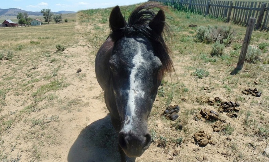 Image 5: Hands-On Ranch Tour with Alpacas & Farm Animals, CO