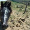 Image 5: Hands-On Ranch Tour with Alpacas & Farm Animals, CO