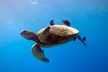 (Up to 58% Off) Unforgettable Snorkel Adventure for up to Six People at Banzai Divers Hawaii - Second Medium