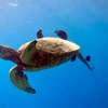 Image 2: Up to 62% Off on Unforgettable Snorkel Adventure