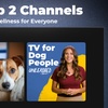 Image 2: Stream DOGTV for a Year or Enjoy a Free Month