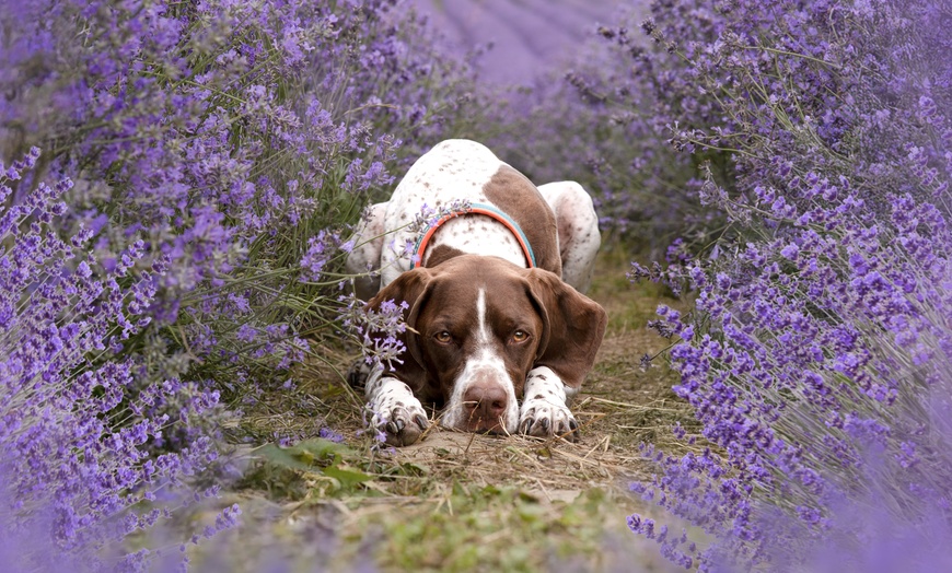 Image 2: Bis zu 60% Rabatt auf den Fotografie bei shesignerin