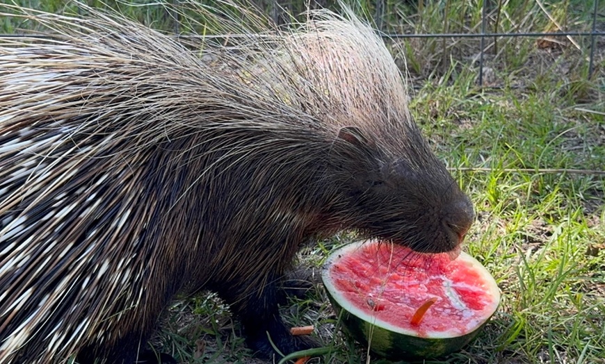 Image 9: Zookeeper for a Day Experience – Sunset Wildlife Connection Florida