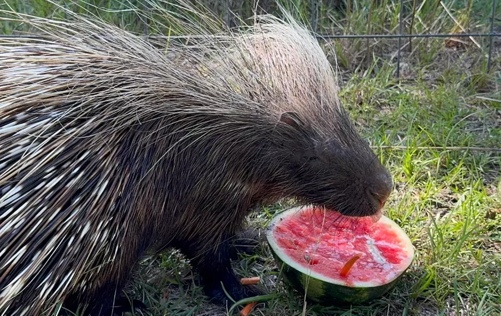 Zookeeper for a Day Experience – Sunset Wildlife Connection Florida