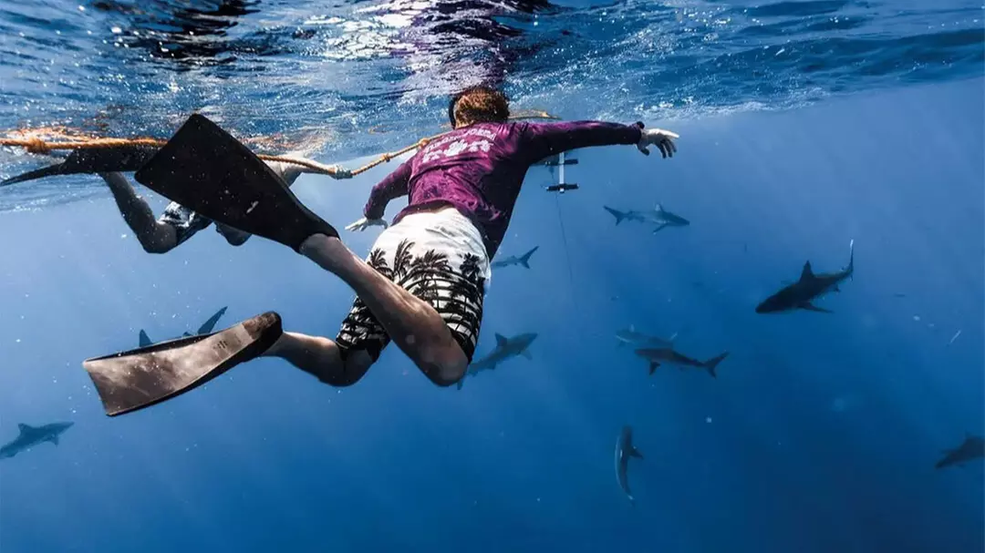 Thrilling Open-Water Shark Dive Tour for One, Two, or Six People at VIP Tours and Activities (Up to 25% Off) - Second Medium