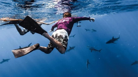 For 1 Person: Open-Water Shark Dive - VIP Tours and Activities Honolulu, HI