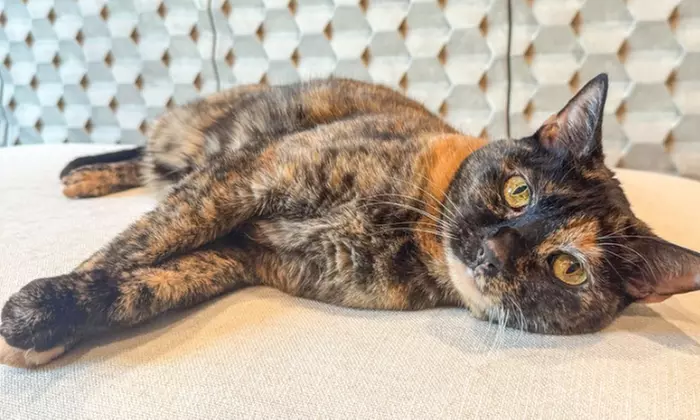 First Intro Meeting for Expert Cat Sitting