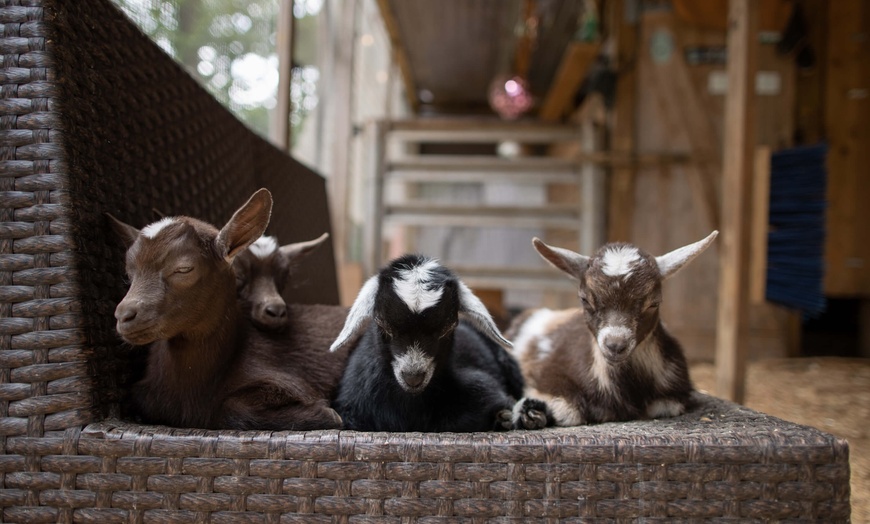 Image 1: Experience Yoga with Goats: Choose from Sessions and Activities